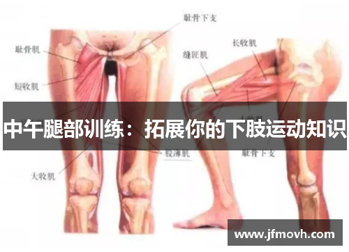 中午腿部训练：拓展你的下肢运动知识